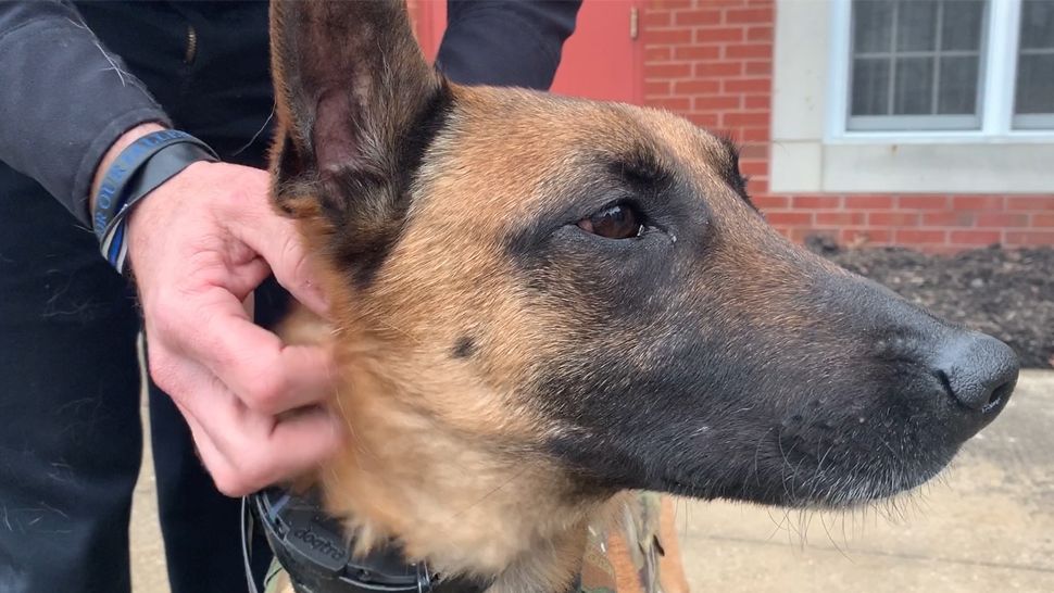 German Shepard on leash with collar