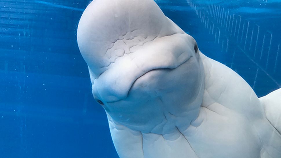 Oliver, a beluga whale from SeaWorld San Antonio, is one of two belugas that have been added to SeaWorld Orlando's Wild Arctic exhibit. (Courtesy of SeaWorld Orlando)