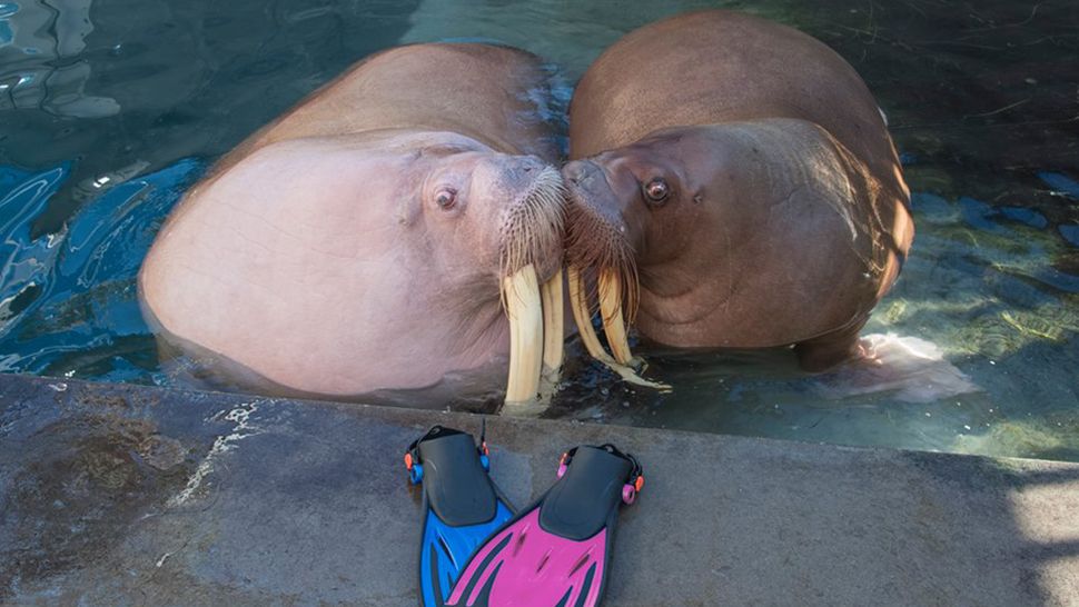 Kaboodle, one of the walruses at SeaWorld Orlando, is pregnant with her second calf. The baby walrus is expected to be born this spring. (Courtesy of SeaWorld Orlando)