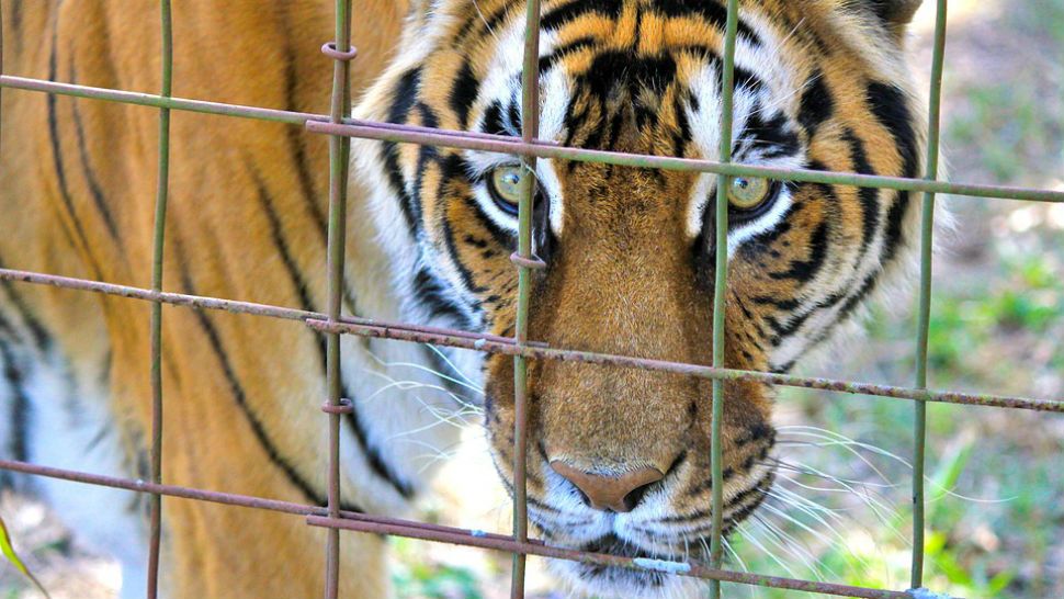 FILE photo of a tiger in a cage. (Pixabay)