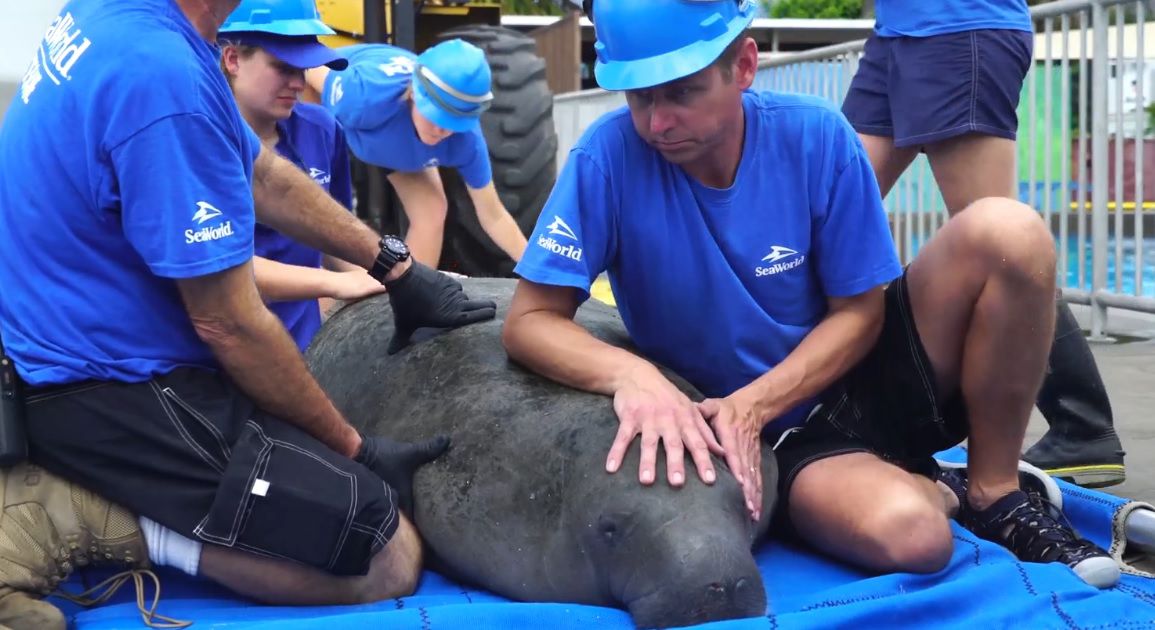 Orphaned Manatee Rescued by SeaWorld Orlando Team