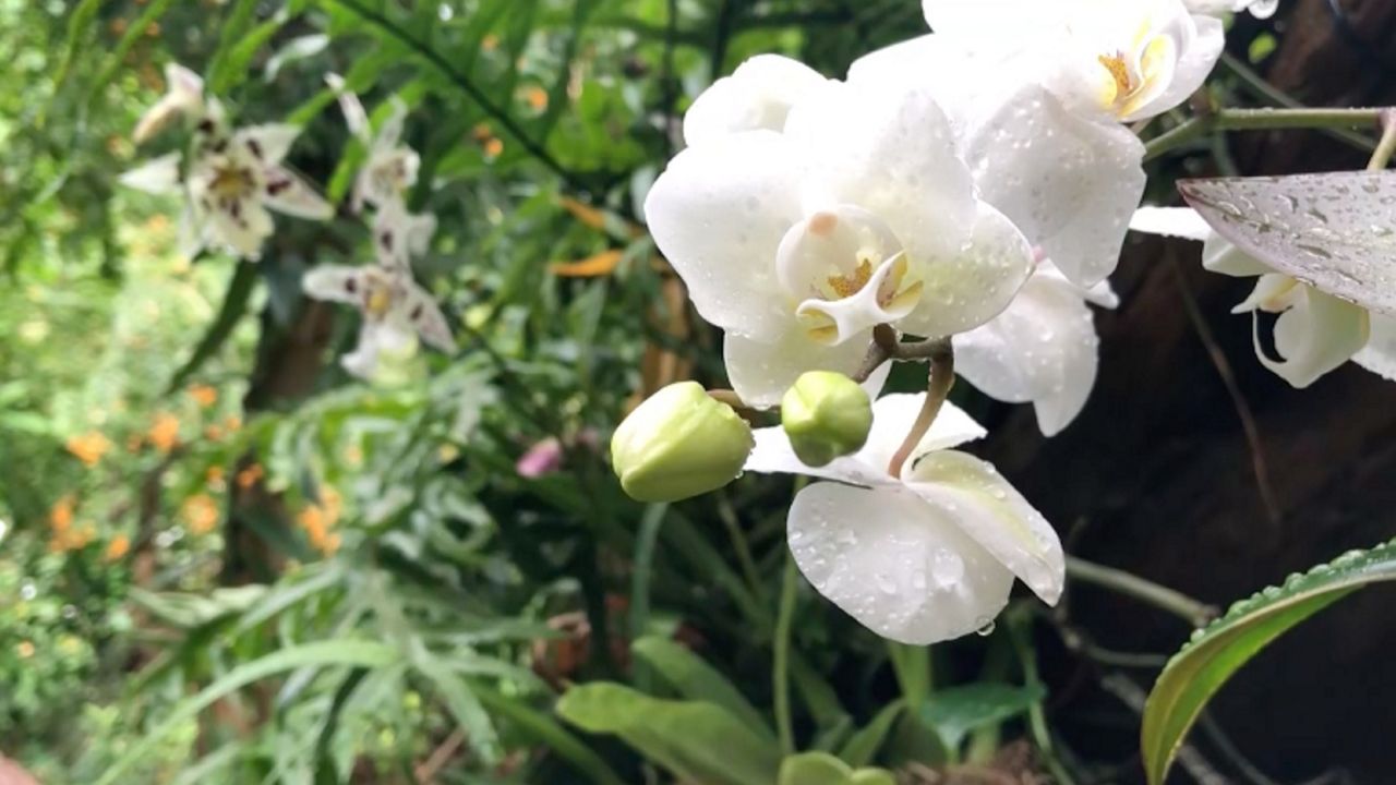 Photo of Orchids Forever ofrece un escape durante los meses de invierno
