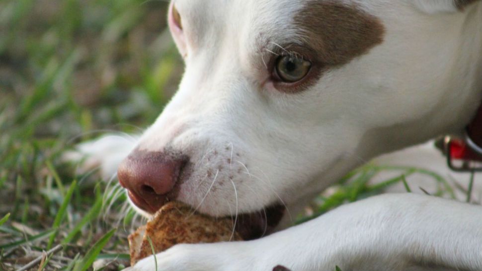 Dog chews dog treat in grass.