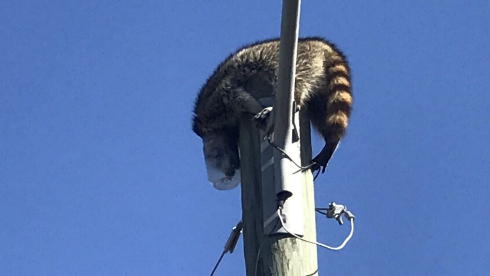 A raccoon with a plastic peanut butter jar on its head was in quite a predicament Friday, stuck 25 feet up at the top of a power pole in Palm Bay. (Greg Pallone/Spectrum News)