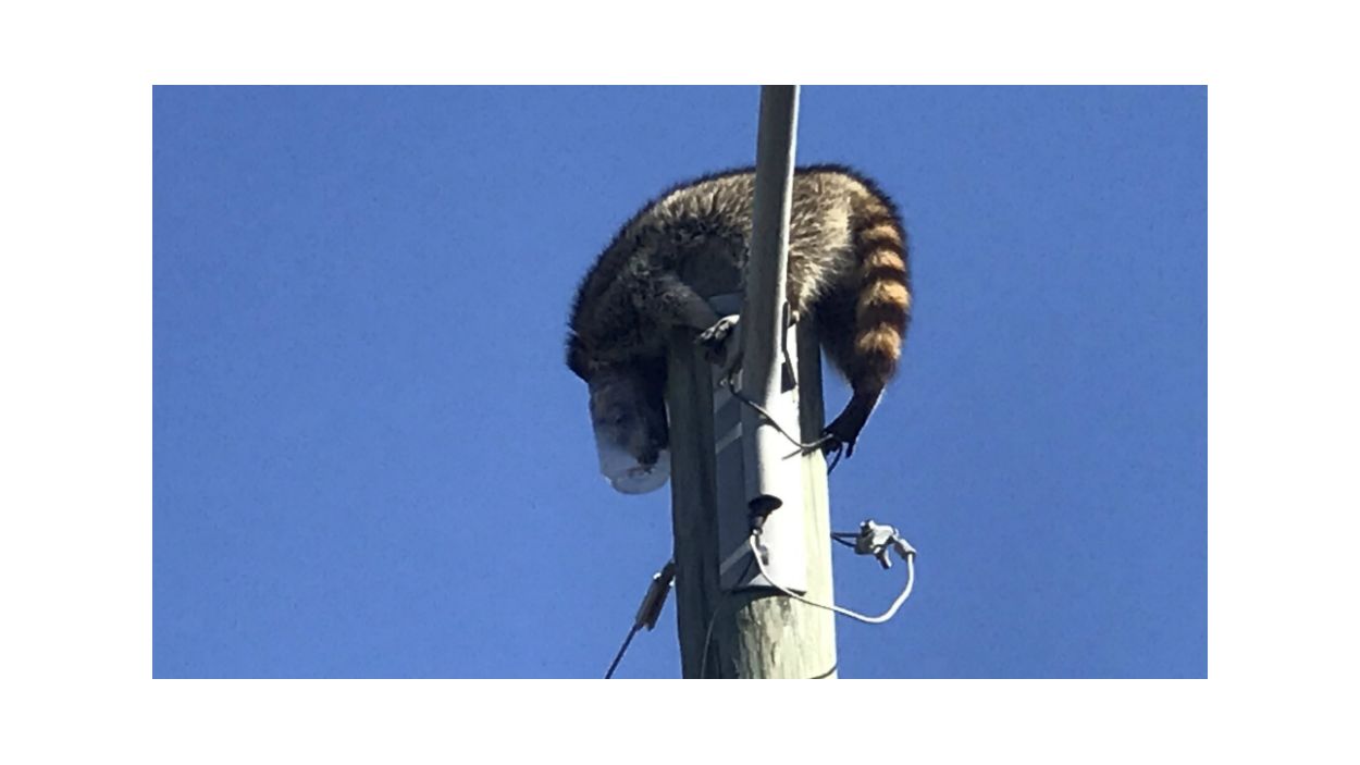 Peanut Butter Jar Puts Peckish Trash Panda in a Jam