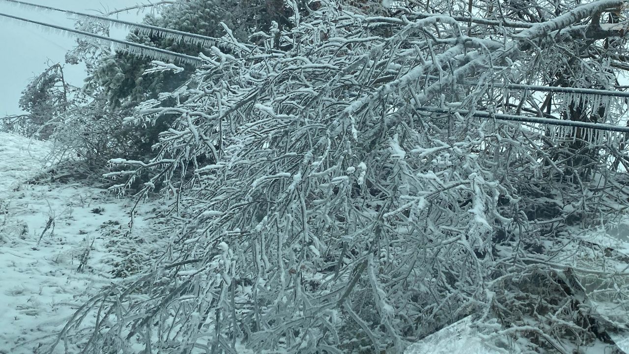 An ice-covered tree took down a power line during the 2021 ice storm. (File photo)