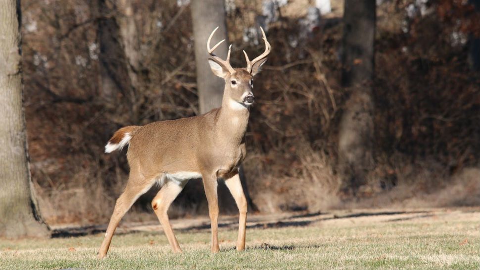 wisconsin dnr video deer breaks into West Allis home