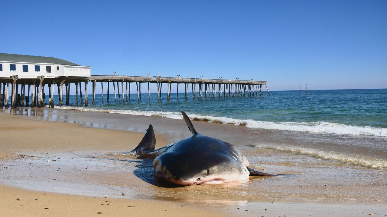 Haven't seen anything like it': shock as great white shark washes