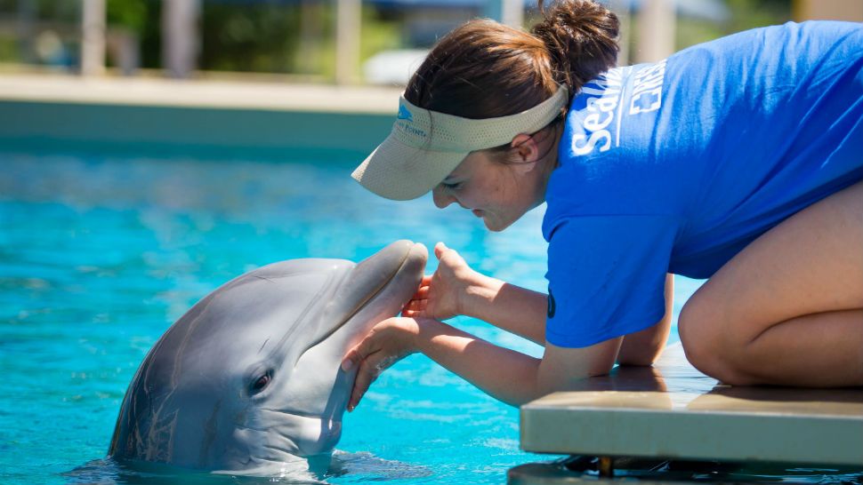 A trainer at SeaWorld tends to a dolphin. (Photo Courtesy: SeaWorld San Antonio)