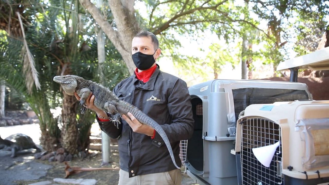 Man and Beast Forced to Adapt During Winter Storm