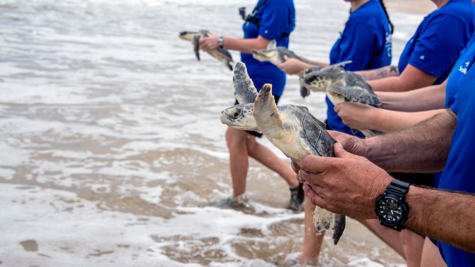 SeaWorld's rescue team returned sixteen endangered sea turtles to the waters near Canaveral National Seashore on Tuesday. (Courtesy of SeaWorld)