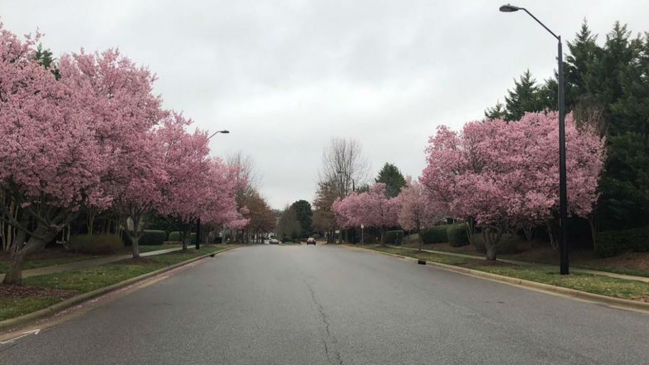 Trees in bloom in Raleigh.
