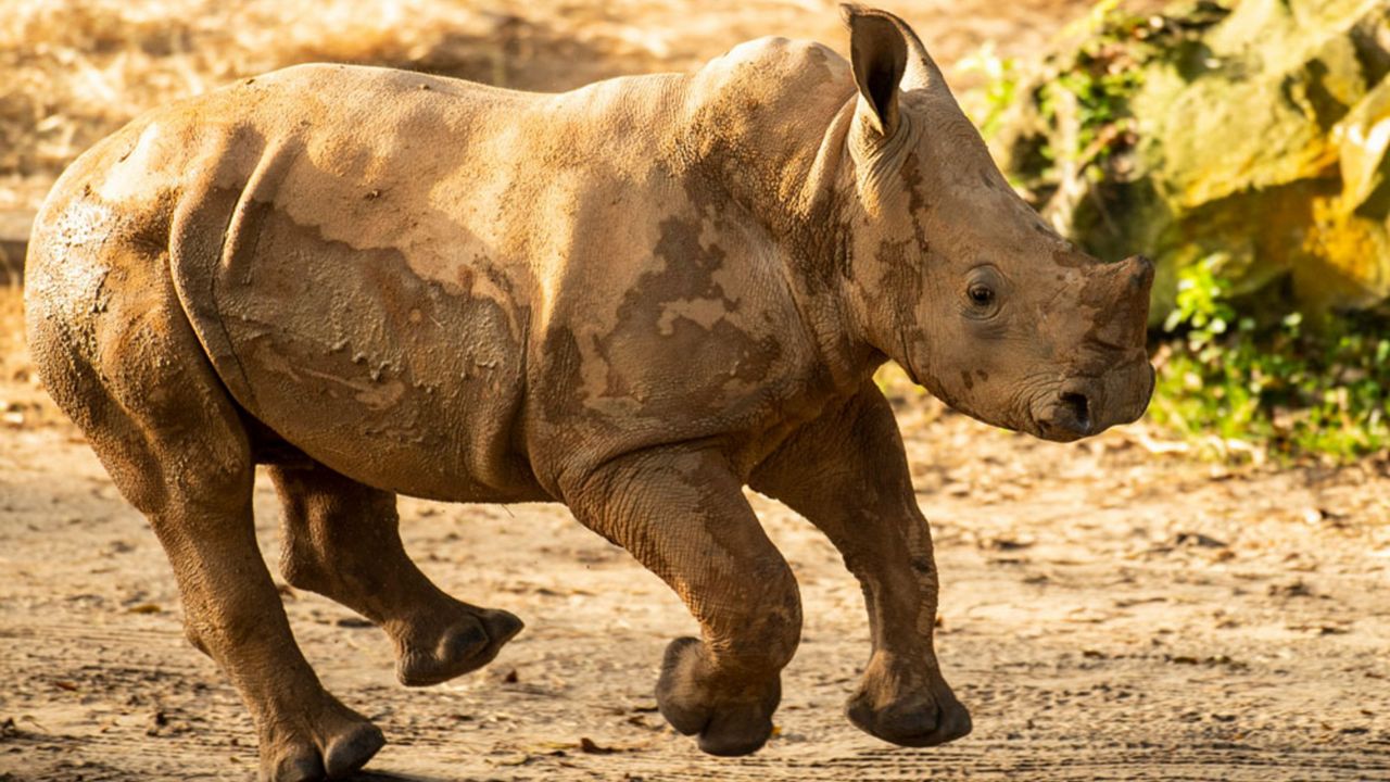 Ranger the white rhino calf has join the crash of rhinos on the savanna at Kilimanjaro Safaris. (Courtesy of Disney)