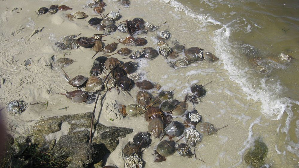 Horseshoe crabs clustered along the Indian River Lagoon in Brevard County, near the 528 Causeway. (Dave Andrews, Viewer)