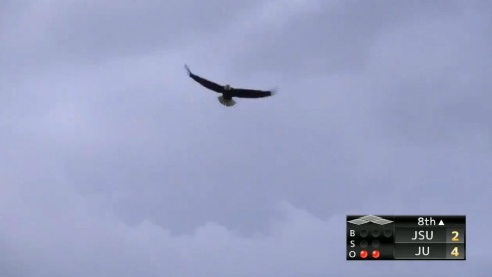 In this image taken from video posted to NCAA baseball on Twitter, a bald eagle circles overhead after an osprey dropped a fish onto a college baseball game. (@NCAACWS on Twitter)