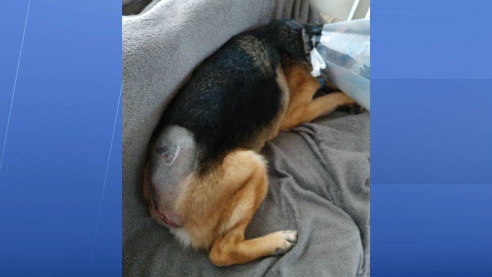 TT recovers from emergency surgery during which her tail had to be amputated. A dog groomer is facing animal cruelty charges after being accused of breaking her tail. (Courtesy of Rick McClure)