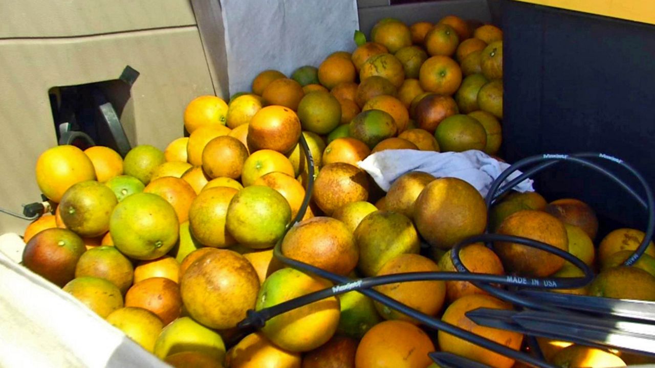 File photo of Florida oranges
