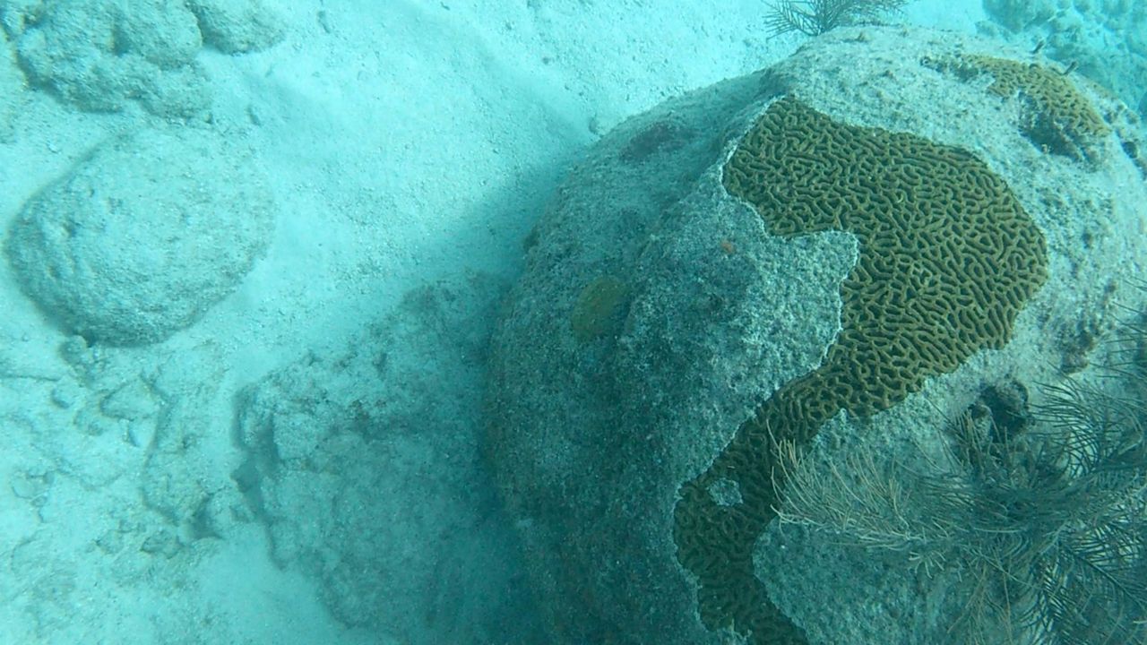 A coral reef exhibits a loss of tissue from what's suspected of being stony coral tissue loss disease in November off Looe Key Reef. Nova Southeastern University researchers are racing to save the reefs before the disease wipes them out. (Spectrum News)