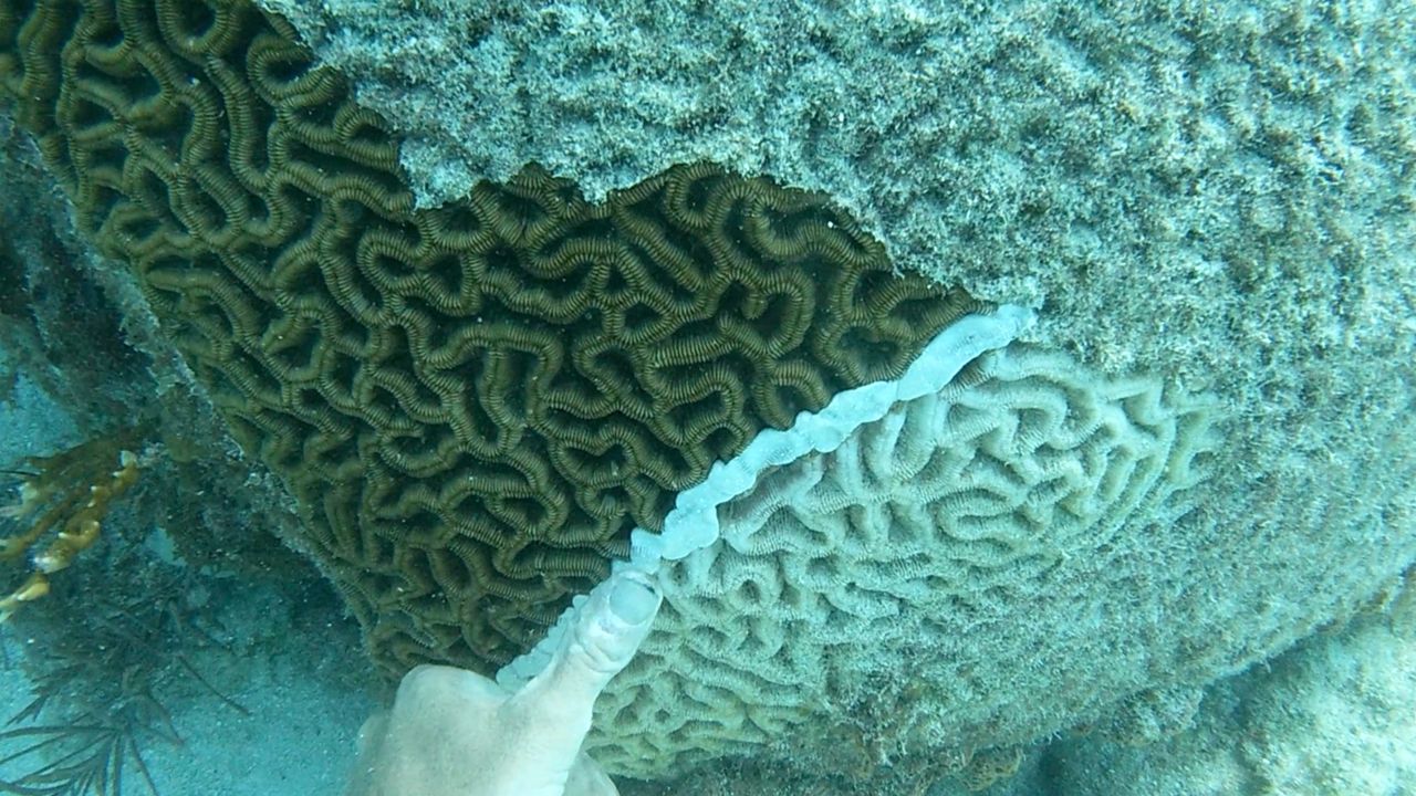 Research assistant Kevin Macaulay applies medical paste with amoxicillin to a coral infected by storny coral tissue loss disease, in an attempt to save the healthy tissue that remains. (Spectrum News)