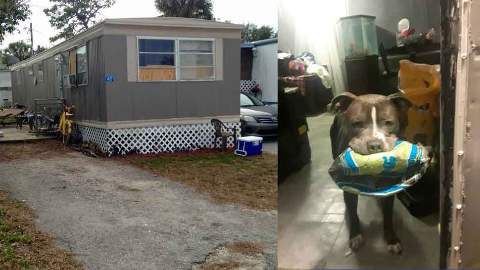 Left: Mobile home trailer where incident involving Brittany Mapel, 21, and officers trying to arrest her Sunday took place; Right: Blue, the pitbull Mapel set on officers in an attempt to thwart them arresting her. (Josh Rojas/Spectrum Bay News 9/Courtesy of Sherri Mapel)