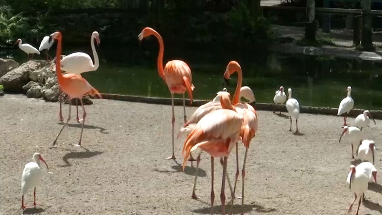 https://s7d2.scene7.com/is/image/TWCNews/03-11-2021_Florida_Tankful_Flamingo_Gardens