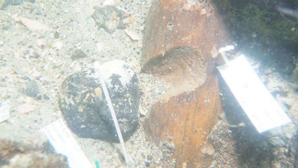 The bottom of the ocean at the burial site. Image/Florida Department of State