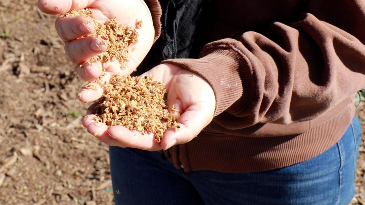 Regenerative agriculture ahead of California's compost law - Vimarsana News