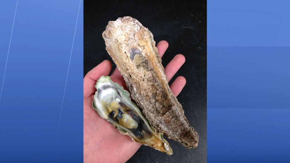 5 Things to Know About Florida's Shrinking Oysters
