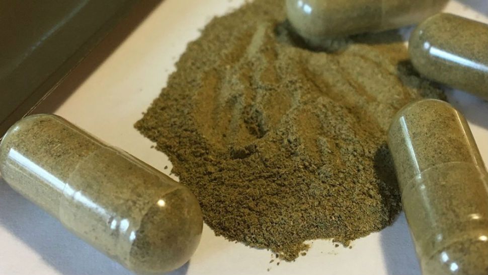 FILE- Kratom powder being put into capsules. (AP/Mary Esch)