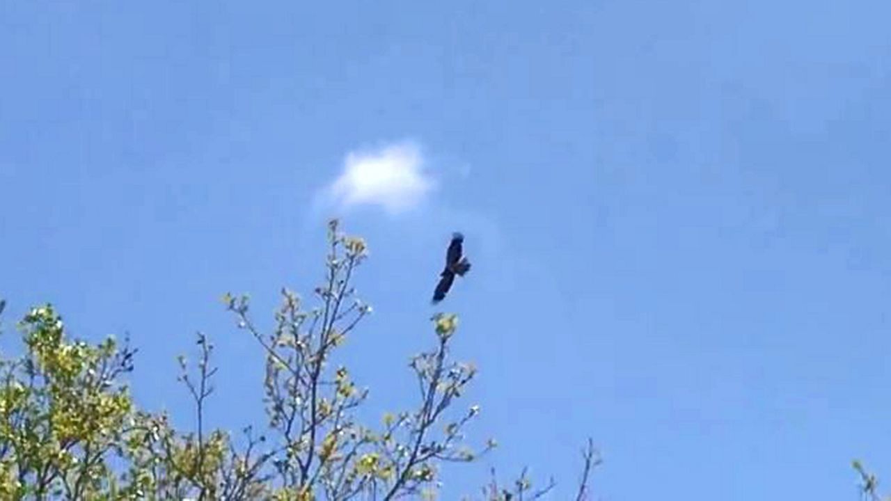 Satellite Beach Fire Department is warning the residents of one Brevard County community to be cautious of an aggressive hawk that's been going on the attack. (Spectrum News image)