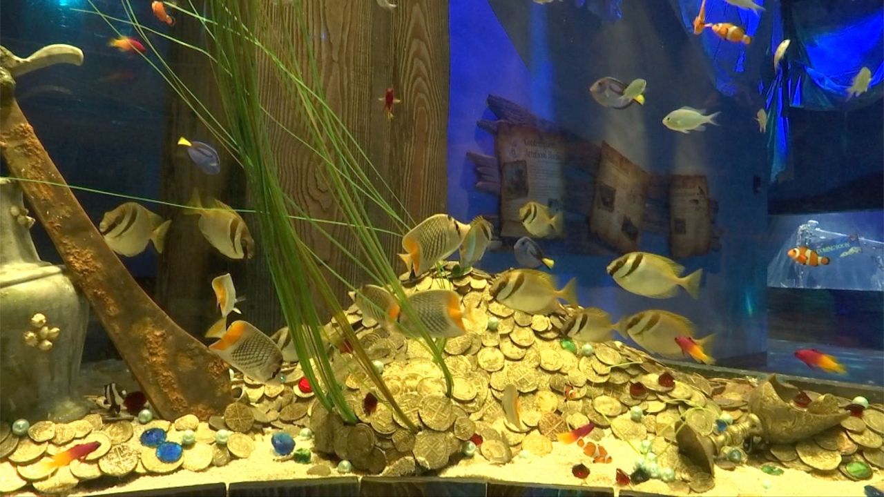 Newport Aquarium Offers Immersive Exhibition