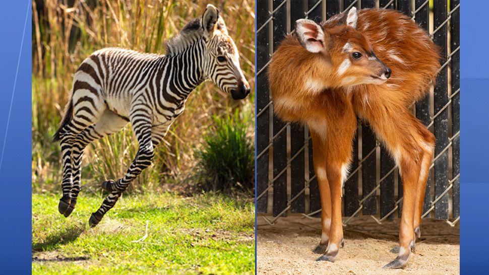 New Baby Animals Join Herd at Disney's Animal Kingdom Lodge