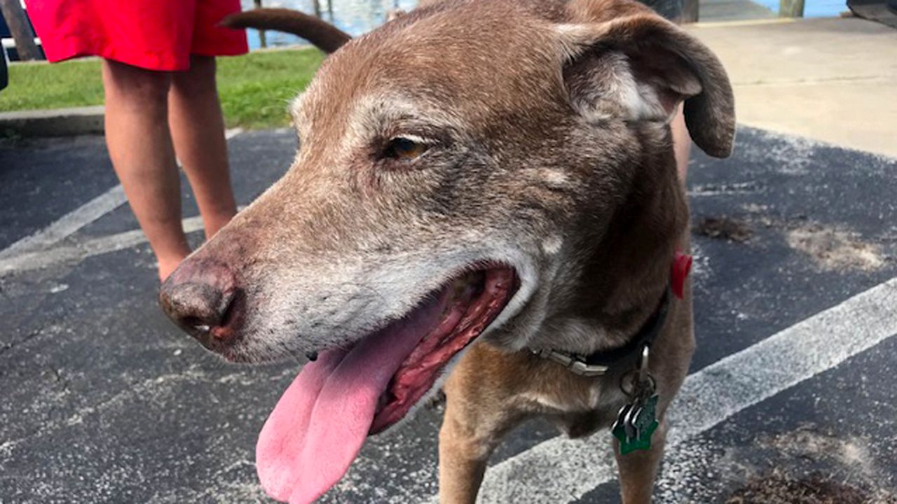 Walking your pets on hot pavement can really hurt their paw pads. 