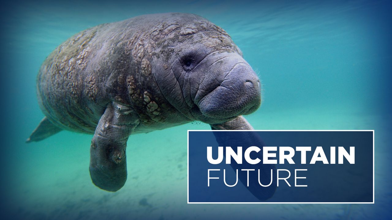 As Tampa Electric and other utility companies statewide try to reduce their impact on the environment with solar energy, manatee habitats and their survivability could be in jeopardy. (Spectrum Bay News 9)