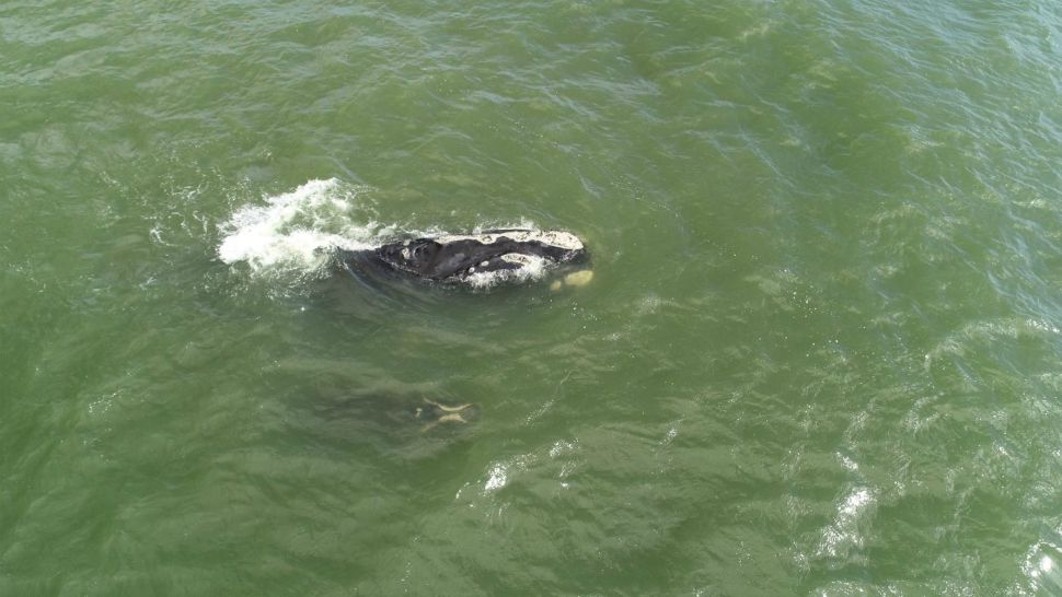 The 6th north Atlantic right whale mother-calf pair swims off the coast of Volusia County, Florida's North Peninsula State Park in mid-February. The mom, No. 3370 gave birth to her 1st calf 10 years ago, and this is her 2nd offspring. (Ralph Bundy, Marineland Right Whale Project via Florida Fish and Wildlife Conservation Commission)