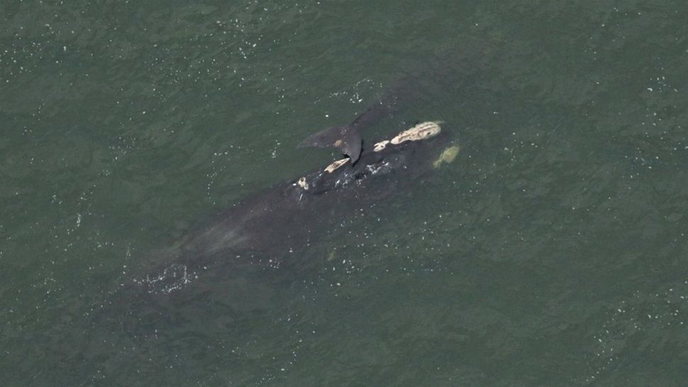 The 7th north Atlantic right whale mother-calf pair of the 2018-2019 season was sighted February 14, 2019 off the coast of St. Catherine's Island, Georgia, which is south of Savannah. The mother is designated No. 3270 and at least 17 years old. This is her 2nd calf, Florida wildlife officials say. (Sea to Shore Alliance via Florida Fish and Wildlife Conservation Commission)