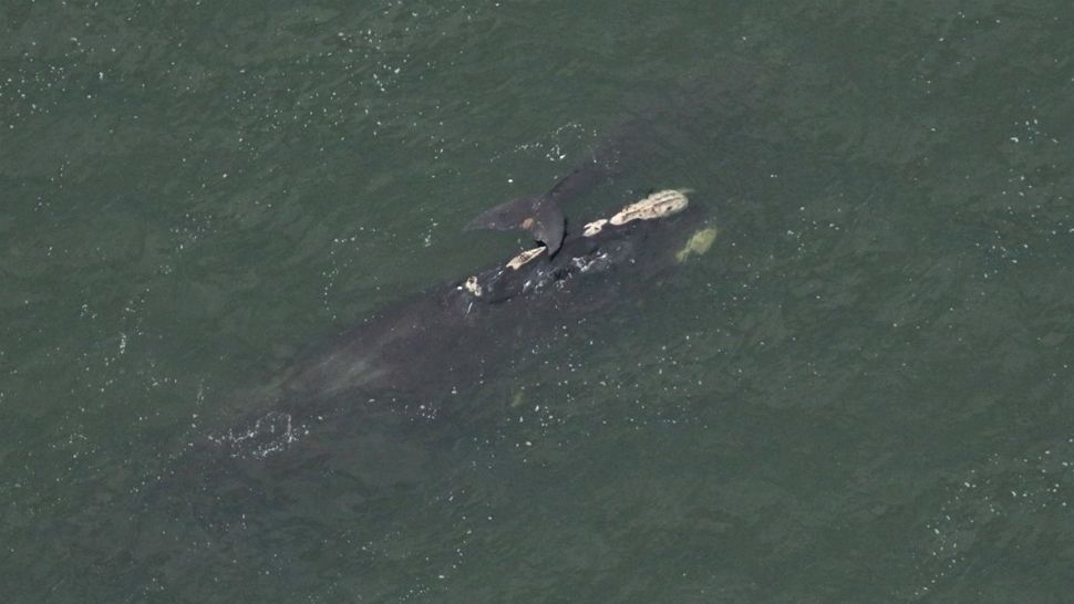 North Atlantic right whale