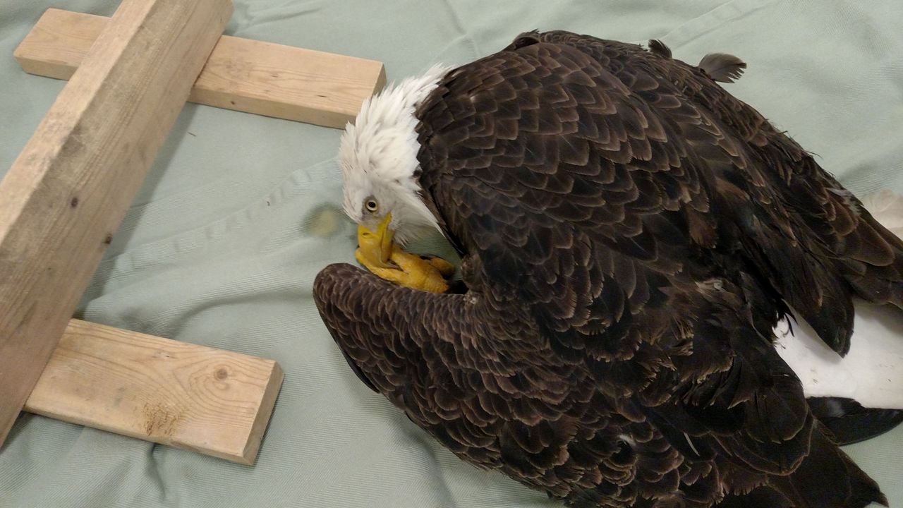 ‘These are human-caused deaths’: Lead poisoning is taking a toll on Wisconsin’s eagles