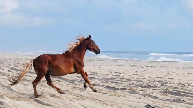 Amadeo along the Outer Banks