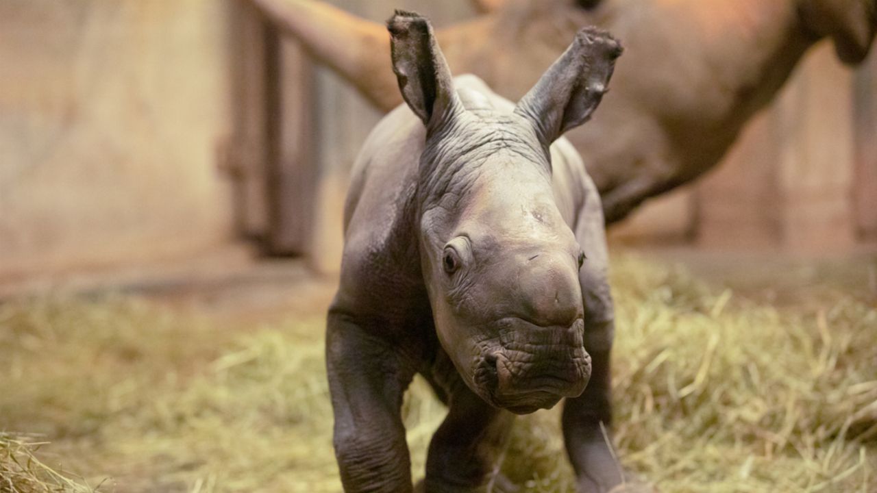 image of rhino