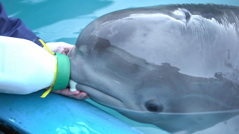 baby beluga whales