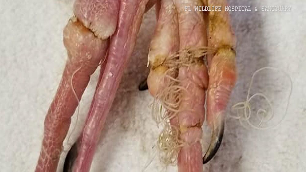 Officials at Florida Wildlife Hospital say fishing line got tangled around an ibis's claw, cutting to the bone and causing an infection that killed it. (Florida Wildlife Hospital)