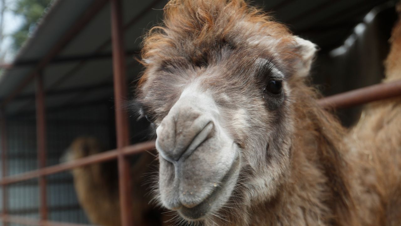 In this file photo, a camel looks out from its enclosure at the home base of the Florian Richter circus in Szada, Hungary, April 20, 2021. (AP/Laszlo Balogh)