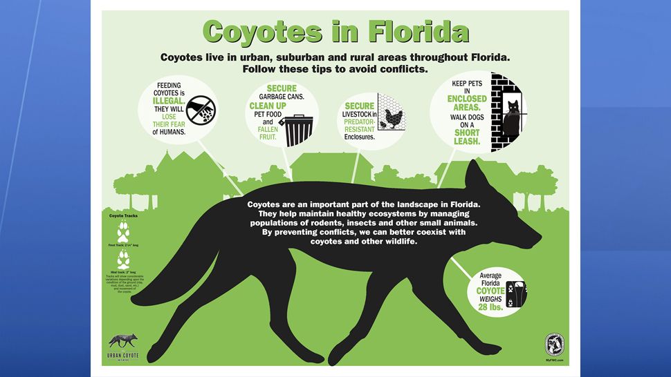 The City of Temple Terrace is reporting an increased number of coyote sightings in the Temple Terrace area.   City officials are urging residents to be aware of your surroundings and educate yourself about the precautions to take to keep you, your kids, and your pets safe. (Courtesy of FWC)