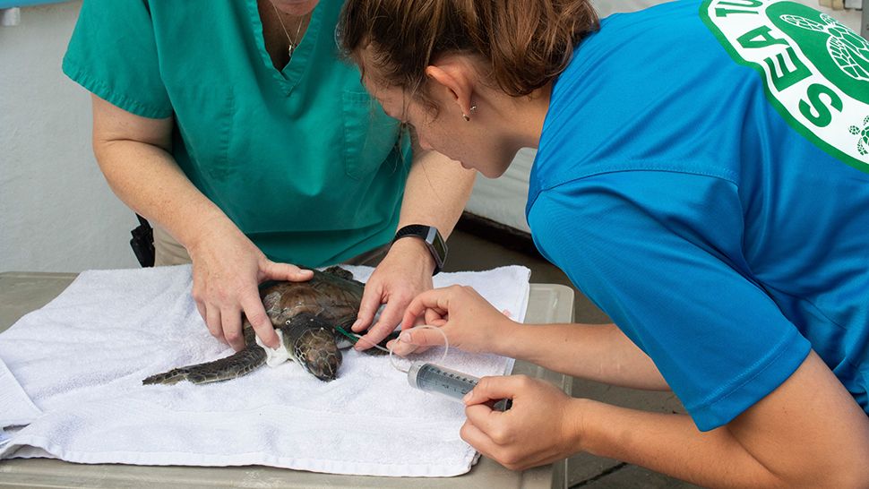 Brevard Zoo's Sea Turtle Healing Center treated 13 green sea turtles for illnesses, including inflammation and sepsis, over the weekend. (Courtesy of the Brevard Zoo)