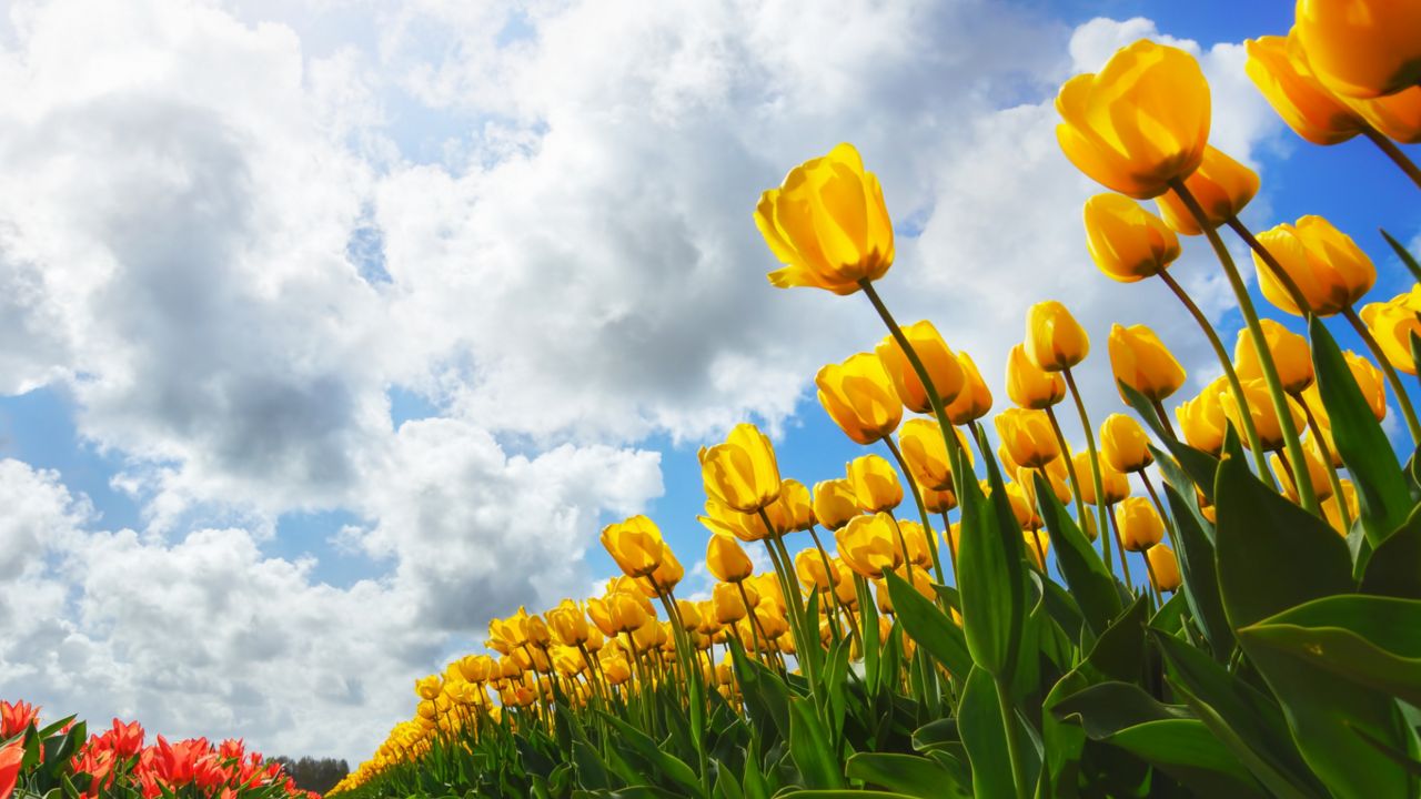 Tulips in a field