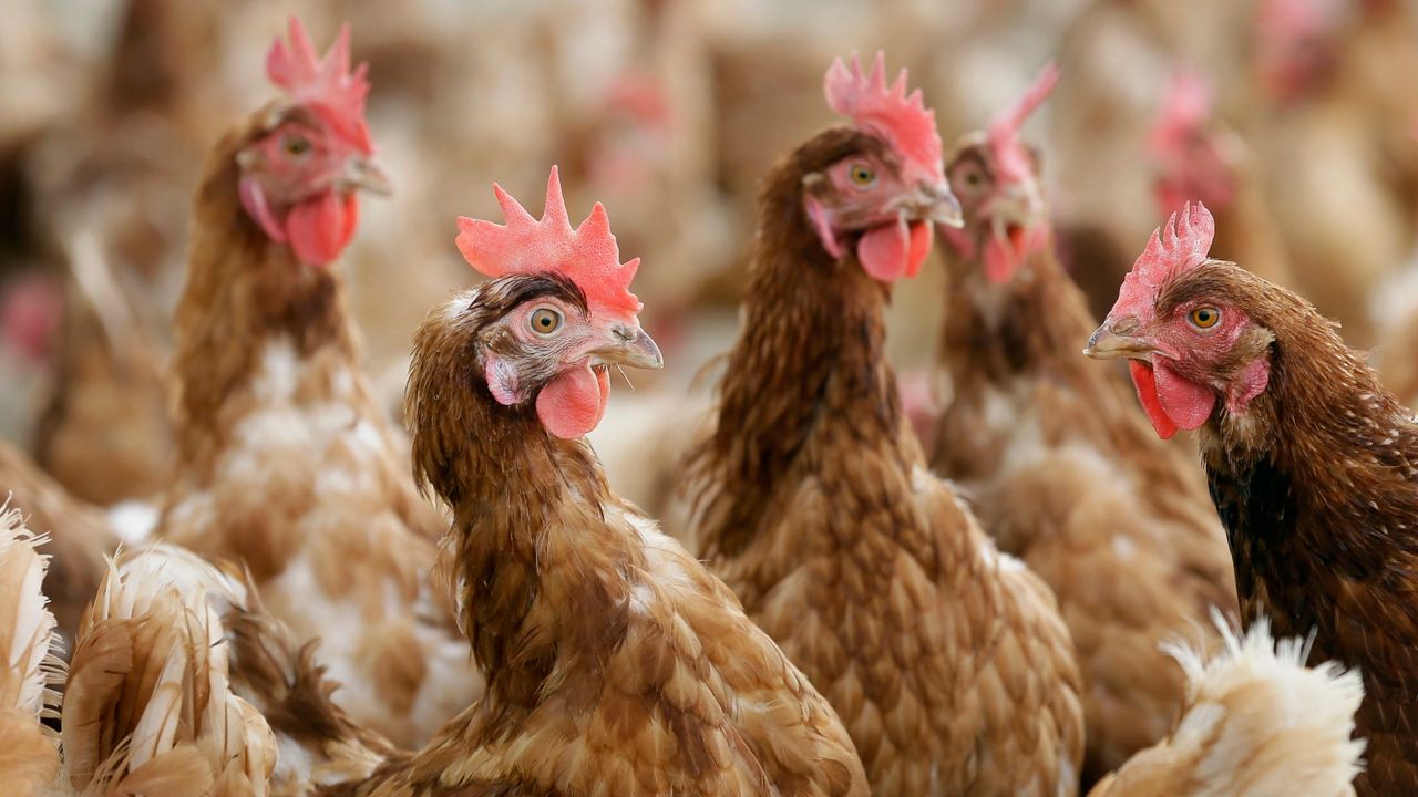 Highly contagious bird flu found in Wisconsin chicken flock