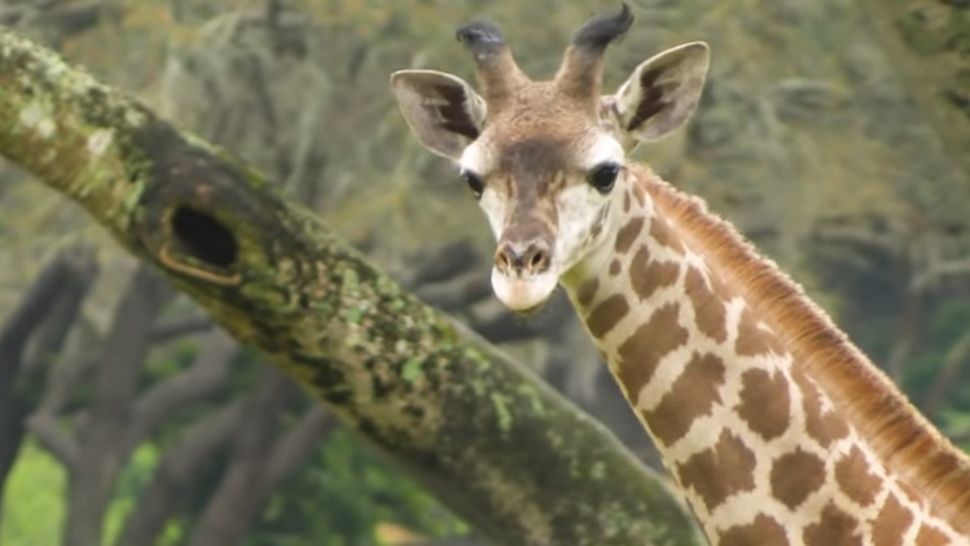 Jabari, the giraffe calf who was born at Kilimanjaro Safaris at Disney's Animal Kingdom, can now be seen roaming the savanna area of the attraction. (Courtesy of Disney Parks Blog)