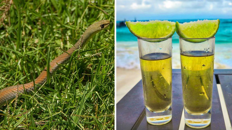 File photo of a whip snake and two shots of mescal in a scenic view by the beach. 