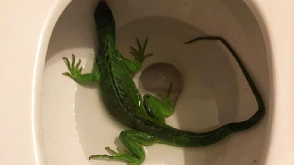 A Fort Lauderdale man called 911 after finding an iguana in his toilet on Thursday. (Courtesy Fort Lauderdale Fire Rescue)
